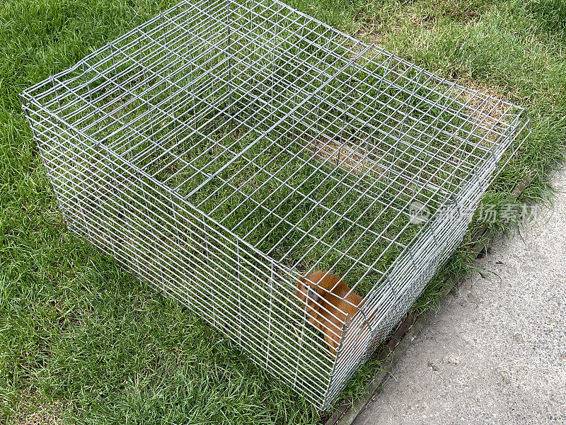 姜黄豚鼠(Cavia porcellus)的形象，长毛，豚鼠在钢丝金属笼子外面的草地上，高架的观点